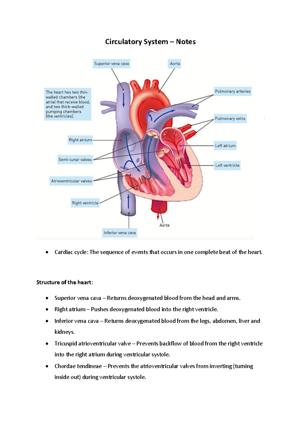 Circulatory System Notes: Understanding the Cardiac Cycle and Blood ...