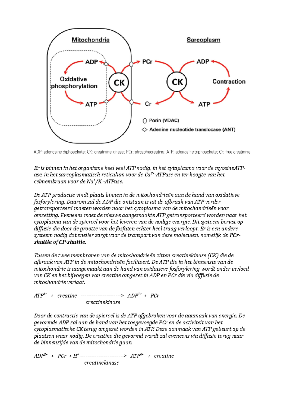 PCr-shuttle - Uitleg over ATP Transport en Creatinekinase Mechanismen ...