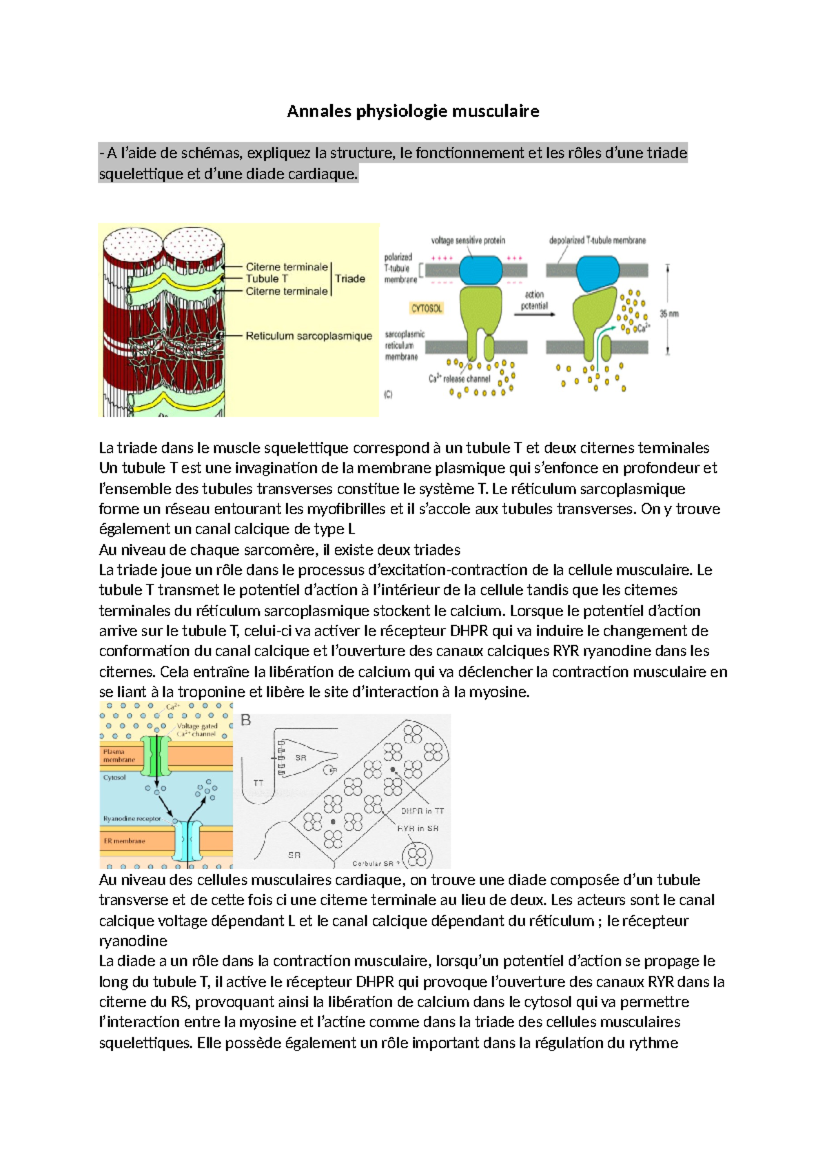 Annales physiologie musculaire - La triade dans le muscle squelettique ...