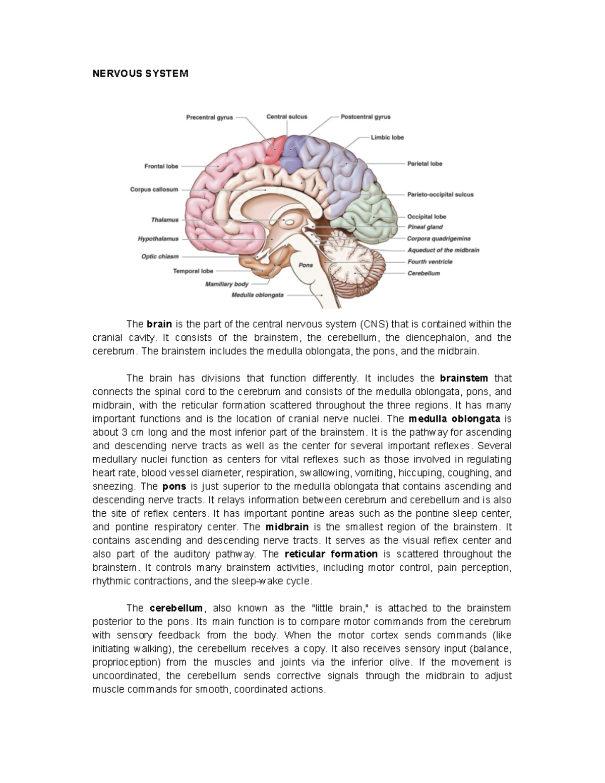 Anaphy study - Anatomy in paragraph form - NERVOUS SYSTEM The brain is ...