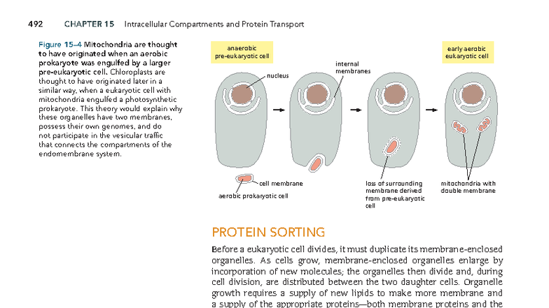 492 ECB4 Chapter 15: Intracellular Compartments & Protein Transport ...
