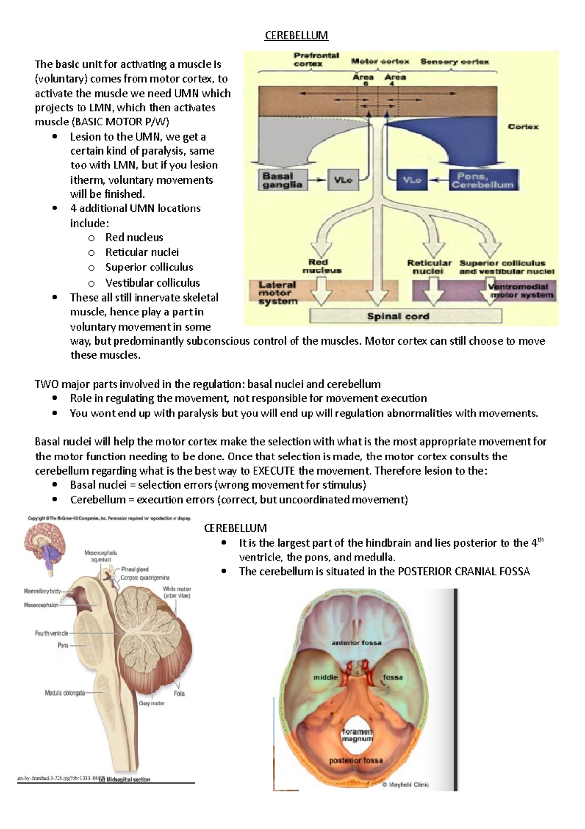 Cerebellum: Functions, Anatomy, and Role in Movement Regulation - Studocu