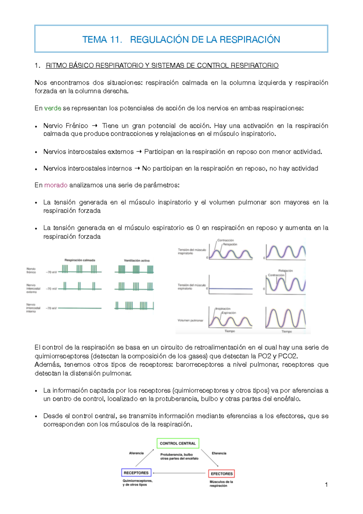 TEMA 11 - Apuntes 11 - TEMA 11. REGULACIÓN DE LA RESPIRACIÓN 1. RITMO ...