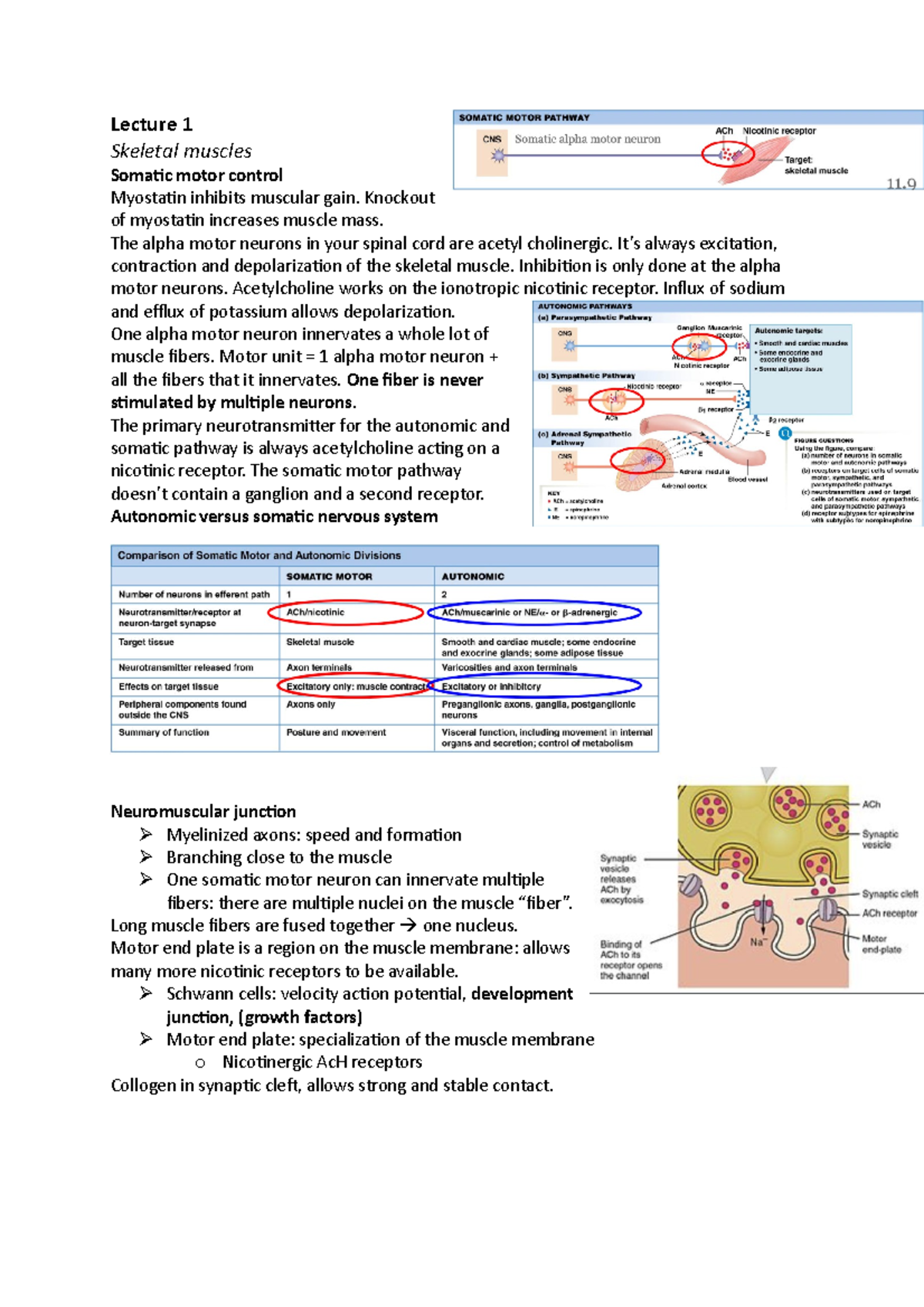 Lecture 1: Skeletal Muscles and Motor Control Insights - Studeersnel