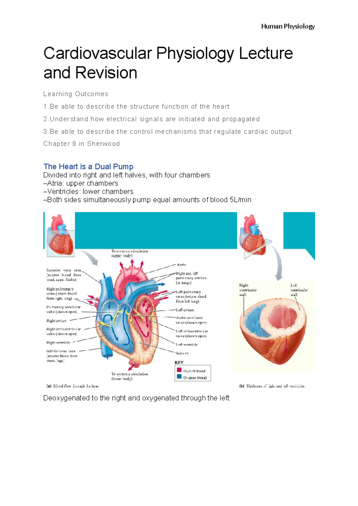 Cardiovascular Physiology Lecture (PHYS 101): Key Concepts and Revision ...