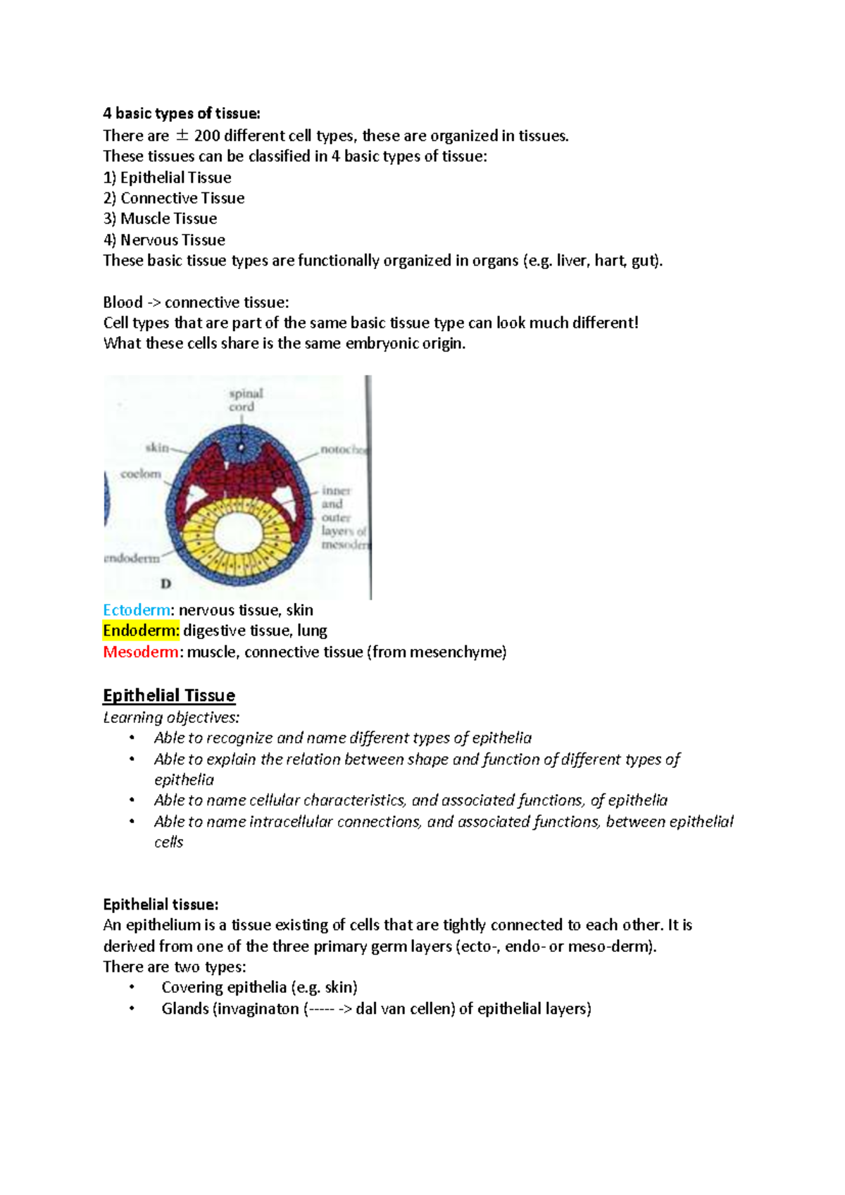 ABC123 Midterm Exam Review: Basic Tissue Types and Epithelial Functions ...