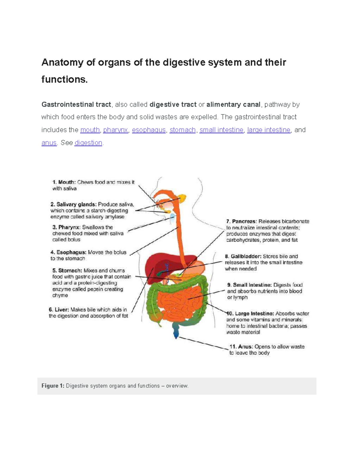 Anatomy and Functions of the Digestive System (BIO 101) - Studocu