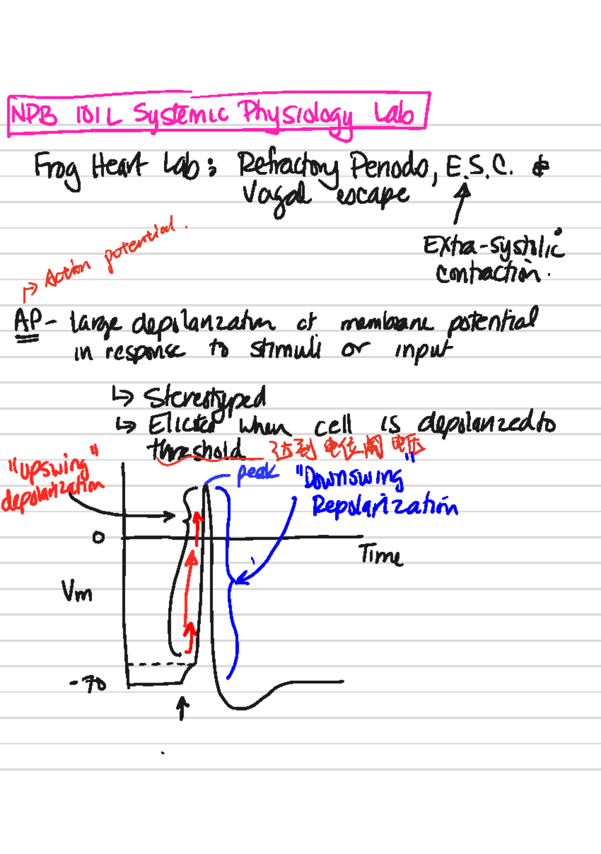 NPBT Lab 2: Frog Heart Refractory Periods & Vagal Stimulation - Studocu