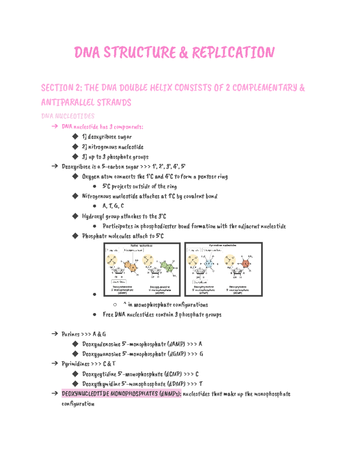 DNA Structure and Replication Overview (BIO 101: Midterm Notes) - Studocu