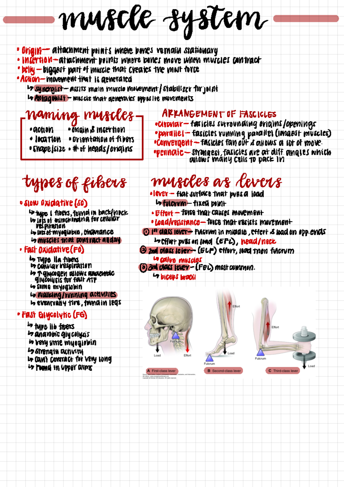 Muscle Systems lecture - muscle system origin attachment points where ...