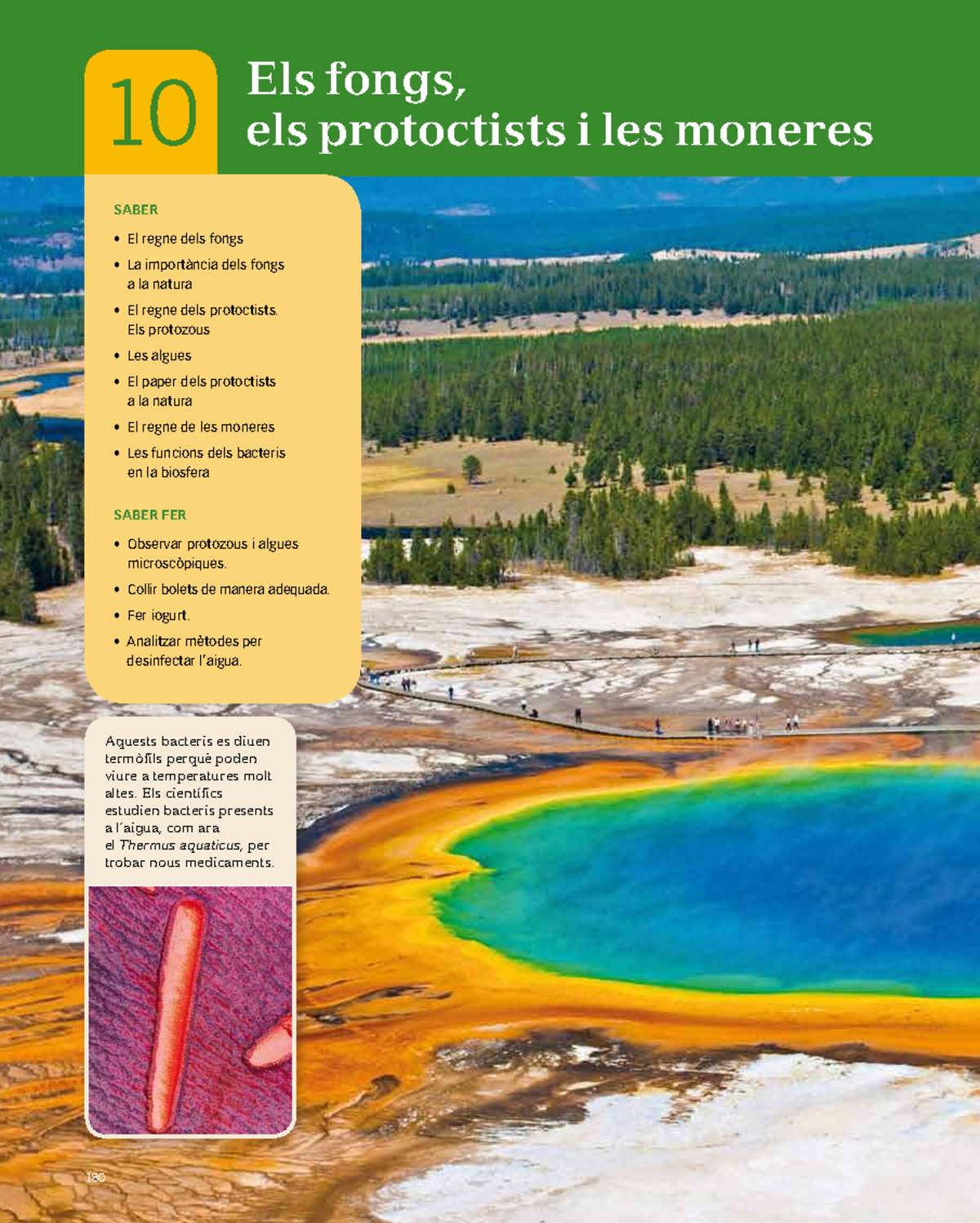 T10 - Els Fongs, Protoctists i Moneres: Importància i Classificació -  Studocu