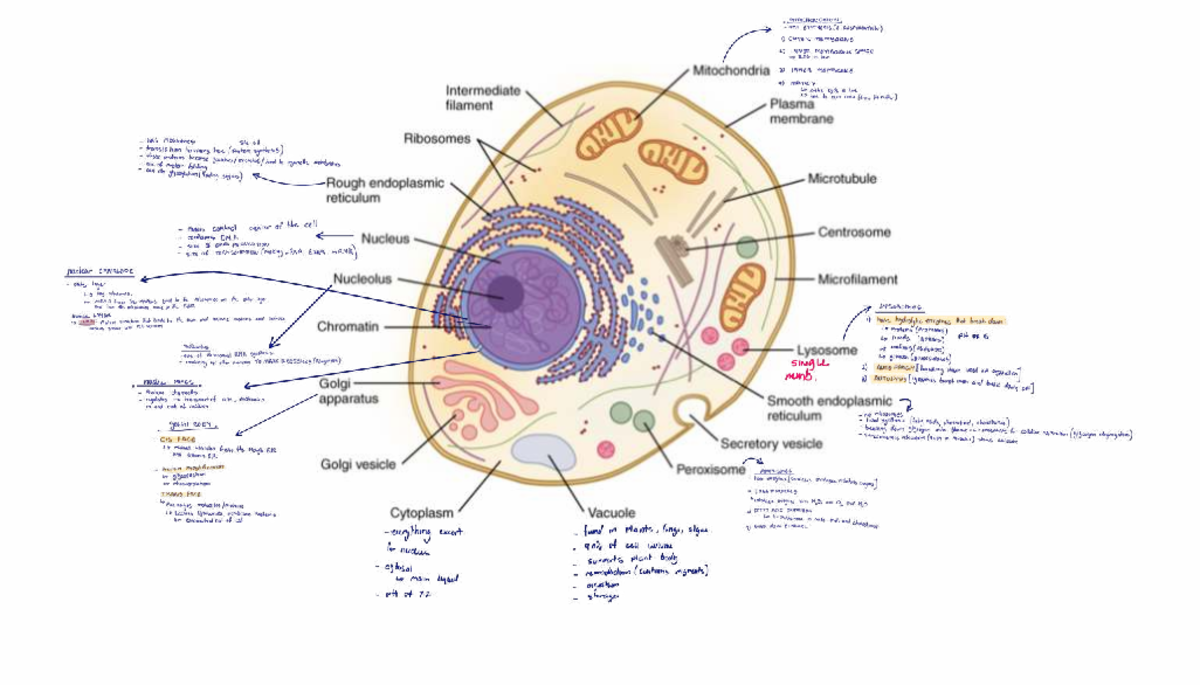 MITOCHONDRIAL ATP SYNTHESIS & CELL ORGANELLES (BIO 101) - Studocu