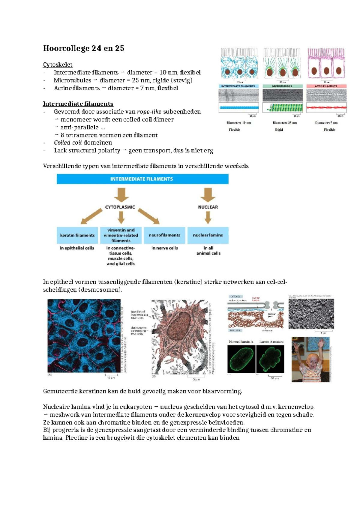 Hoorcollege 24 en 25: Cytoskelet en Microtubuli Dynamiek - Studeersnel