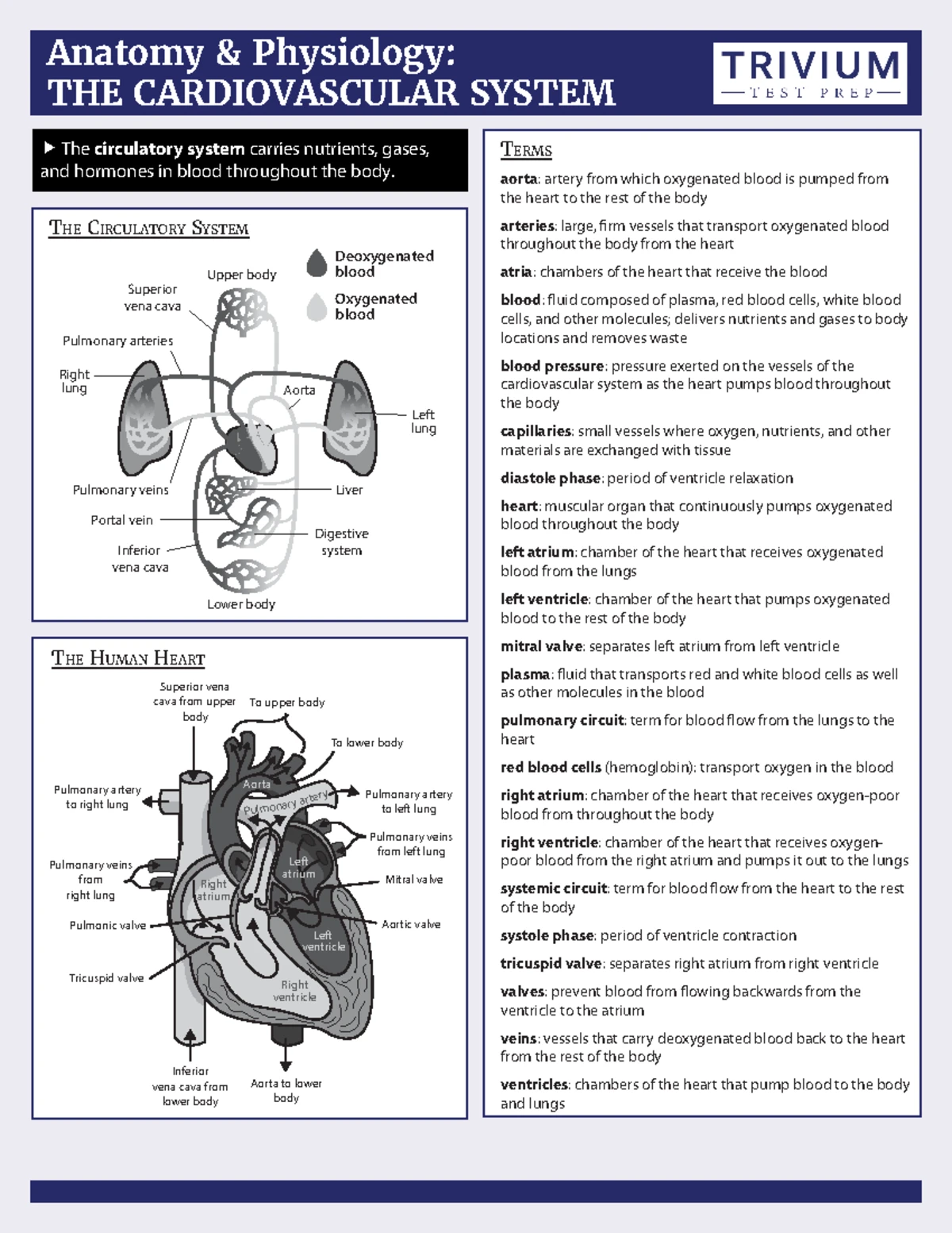Anaphy Lesson 1 - ANATOMY AND PHYSIOLOGY Lesson #1 / First Semester ...