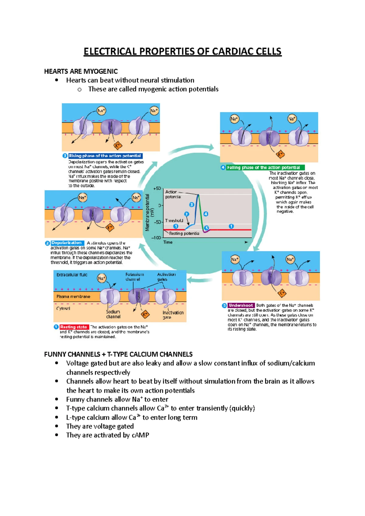 Physiology II: Week 1 Notes on Action Potentials & Cardiac Muscle ...