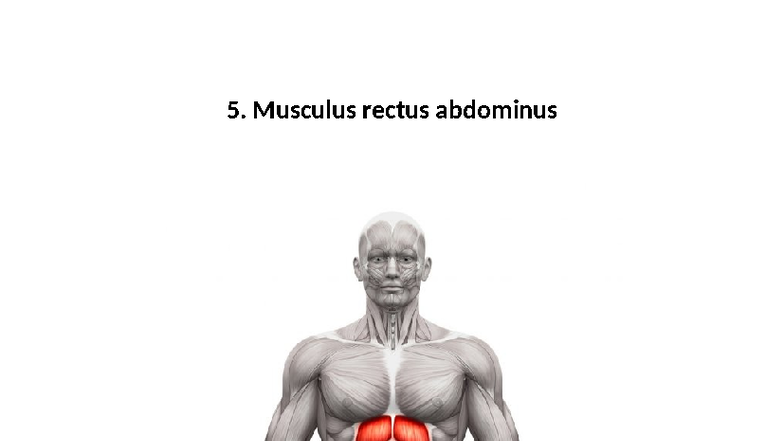 5. Musculus Rectus Abdominus: Werking en Functie - Studeersnel