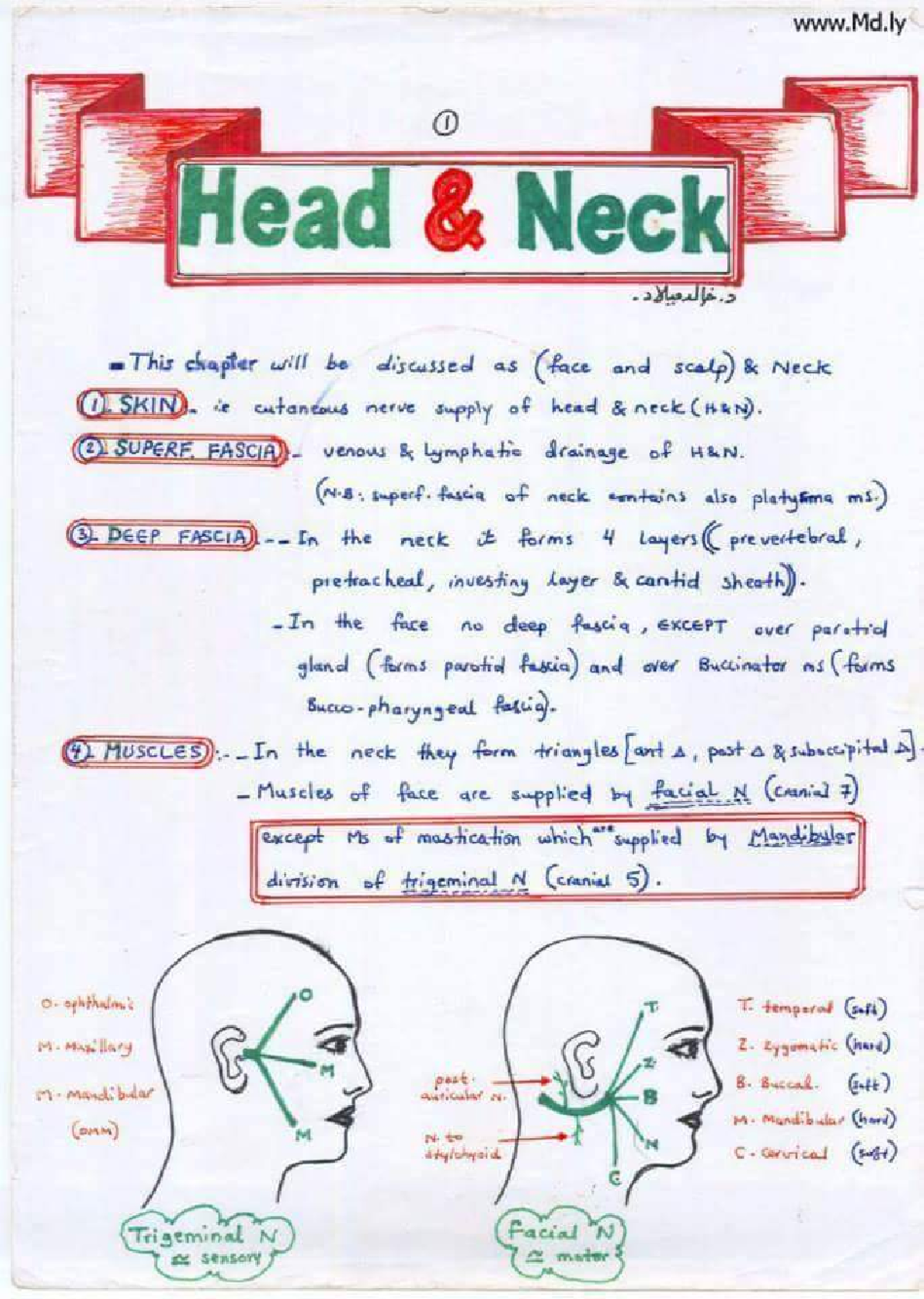 HEAD AND NECK - Head and neck notes - I Head Neck This chapter will be ...