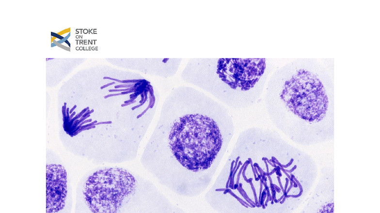 BTEC Unit 11 Lab Book: Cell Division in Root Tip Squash Experiment ...