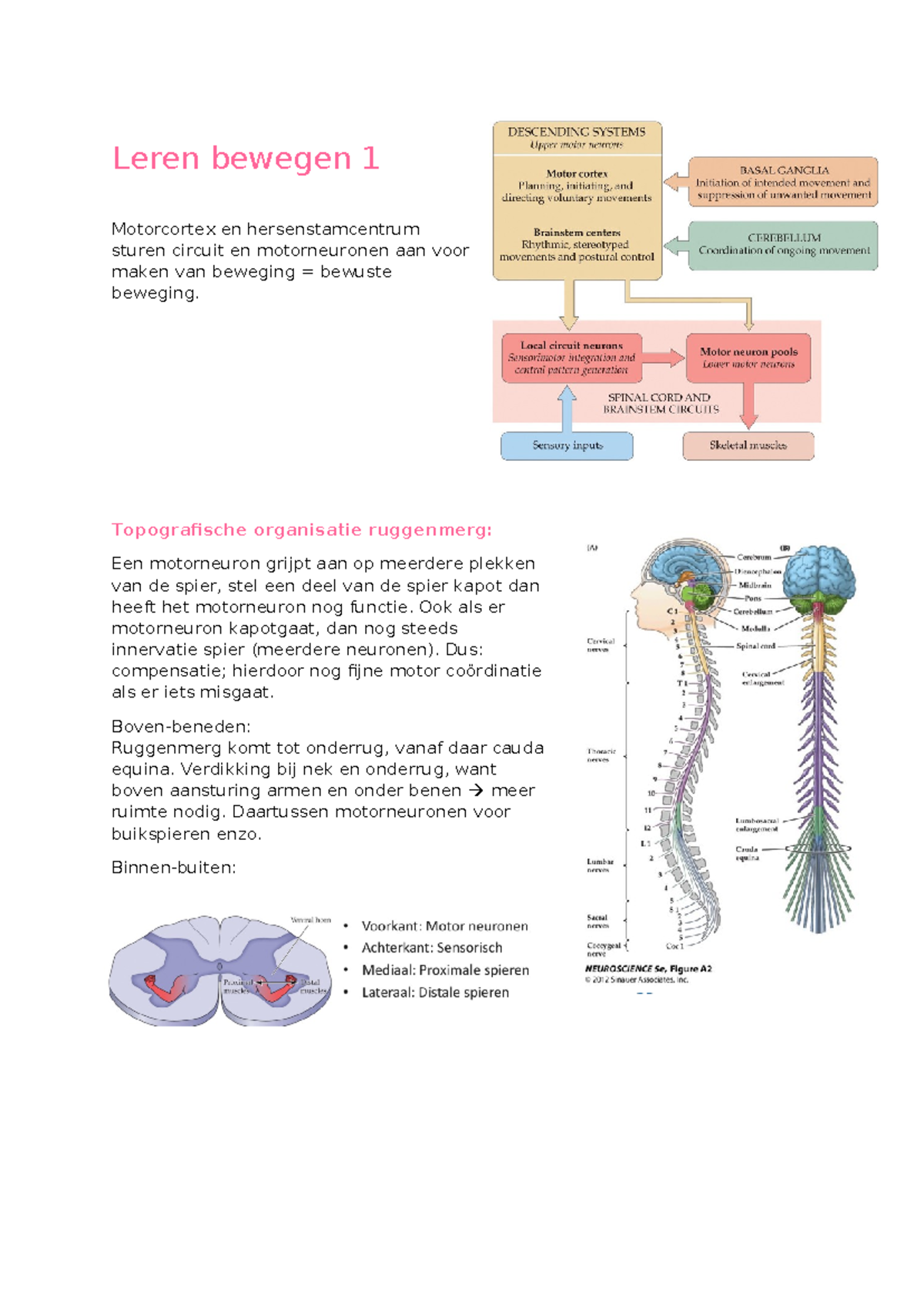 4.1 Leren Bewegen: Motorcortex en Ruggenmerg Functies - Studeersnel