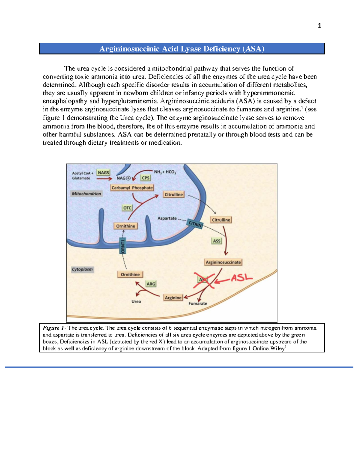 ASA Deficiency Genetic Disorder: Understanding Argininosuccinate Lyase ...
