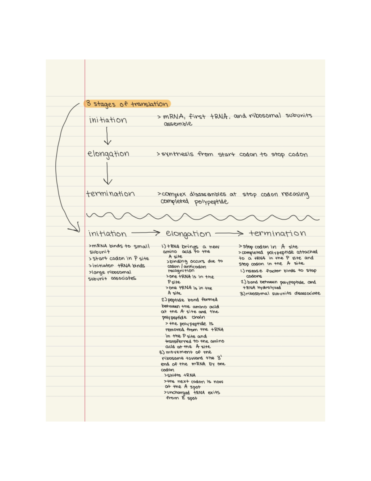 BIO 110 Notes (3) 11:15:2022 - 3 stages of translation initiation mRNA ...