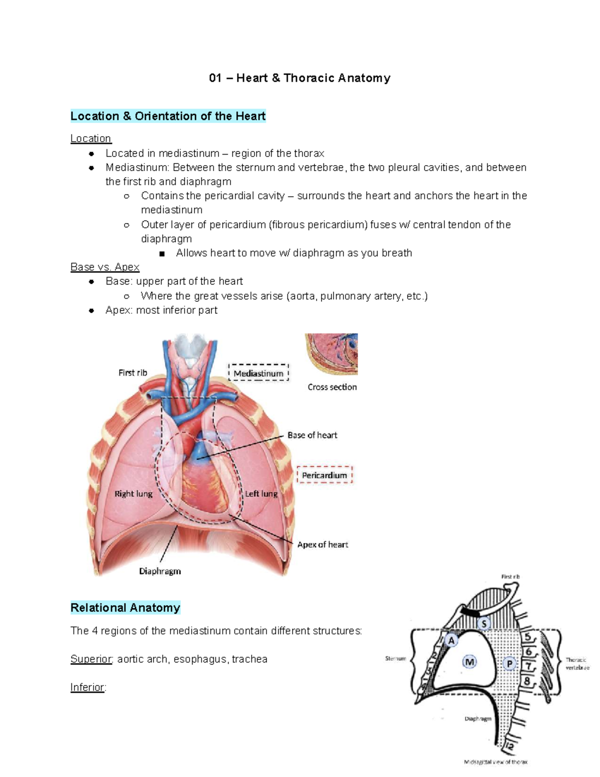 A&P 01 Winter Lecture Notes: Heart Anatomy & Function - Studocu