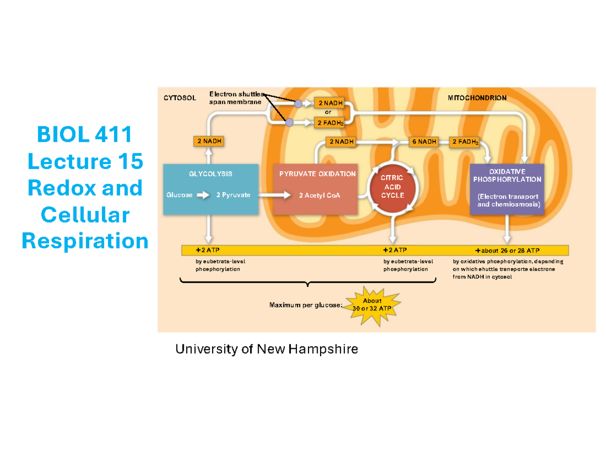 BIOL 411 Lecture 15: Redox and Cellular Respiration - Studocu
