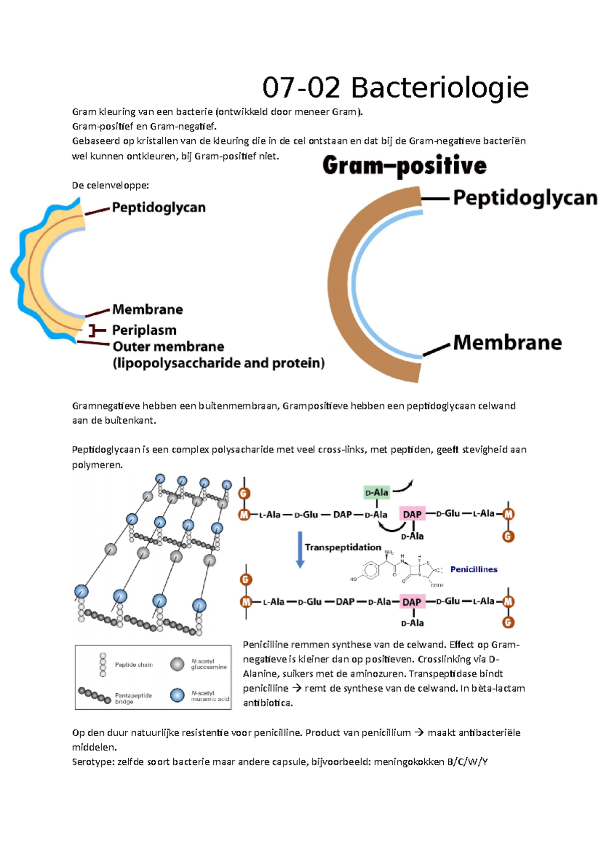 Bakteriofagdiagram