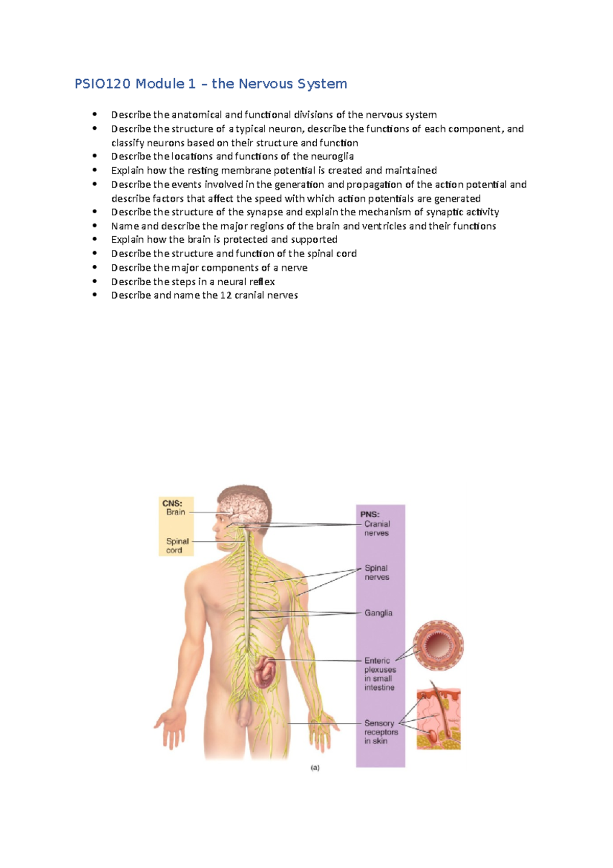 PSIO120 Module 1 - Nervous System lecture notes - PSIO120 Module 1 ...