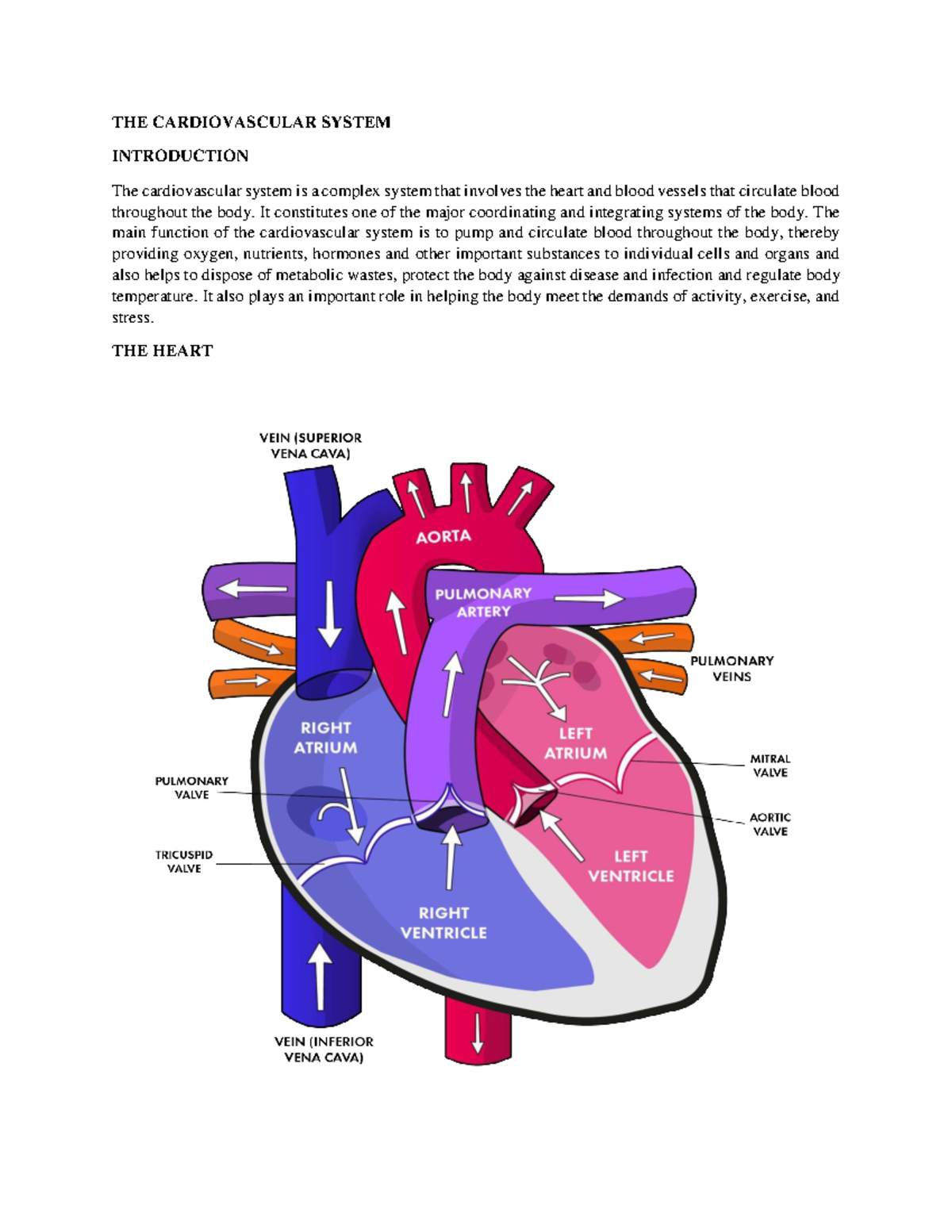 CVS 1 - Comprehensive Overview of the Cardiovascular System - Studocu