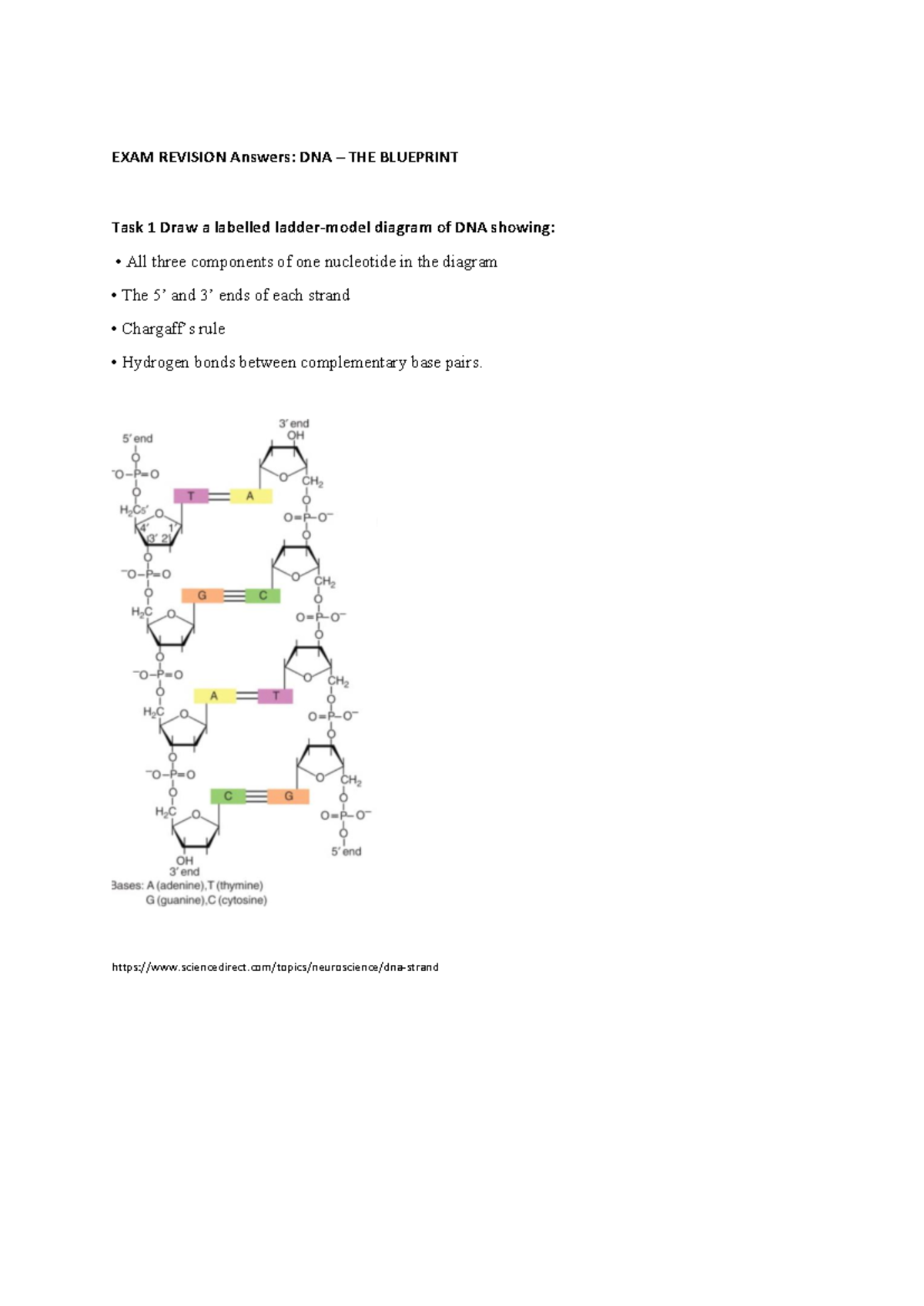 EXAM Revision Answers: DNA - The Blueprint Overview & Replication ...