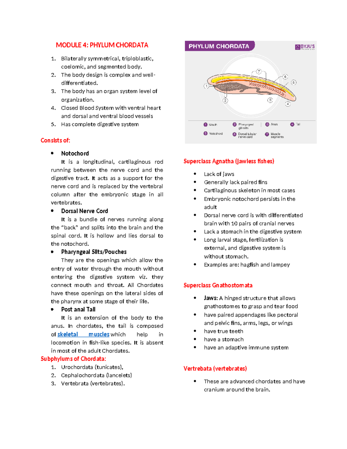 Module 4: Chordata - Comprehensive Lecture Notes on Phylum Details ...