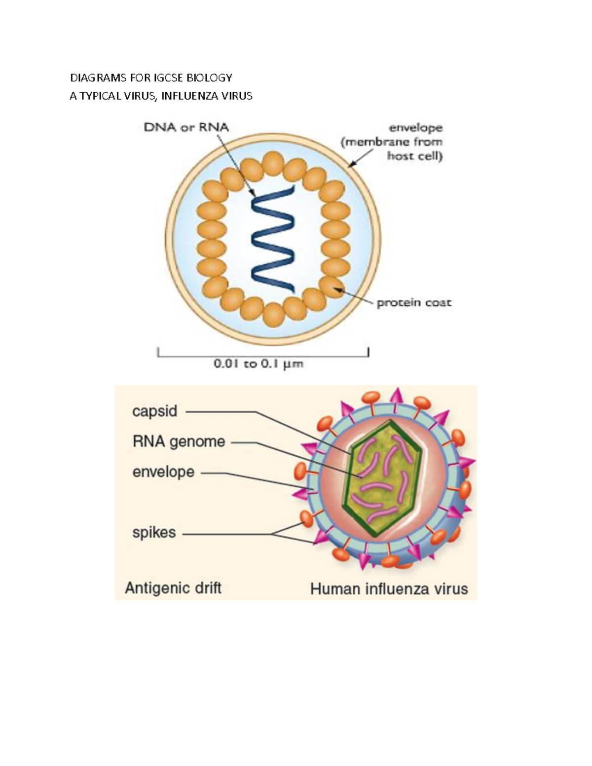 IGCSE Biology: All Key Diagrams with Labels and Descriptions - Studocu
