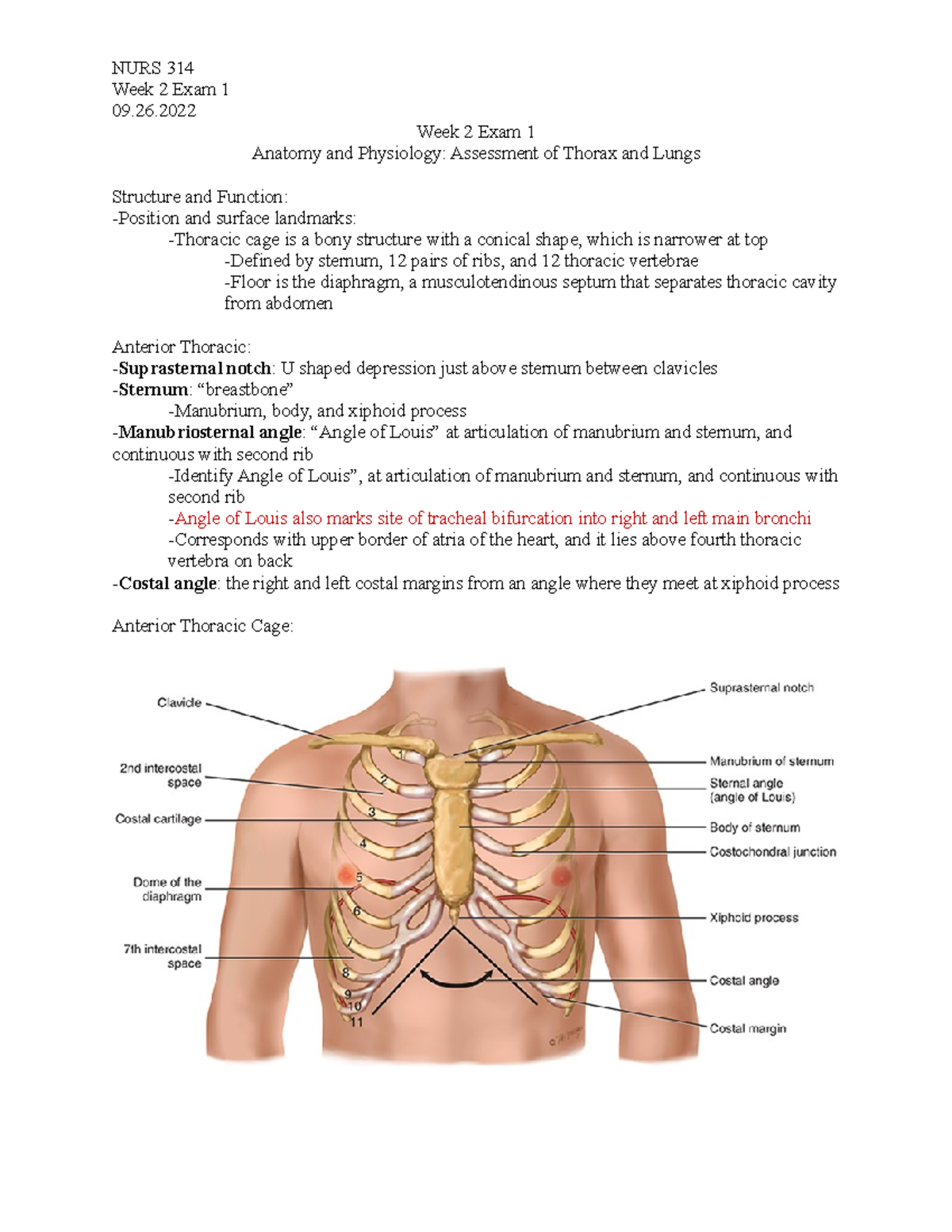 Sternal Notch And Angle Of Louis