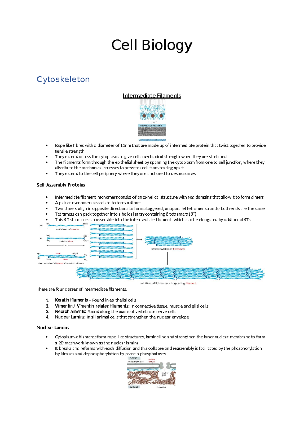 Cell Biology (CB101) - Cytoskeleton and Intermediate Filaments Notes ...
