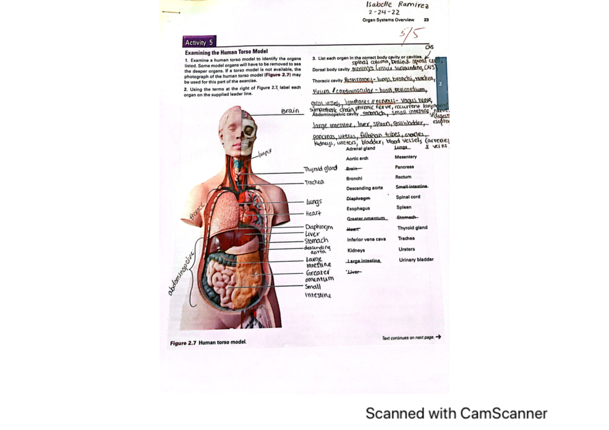 CNS-Overview: Examining Organ Systems in the Human Torso Model - Studocu