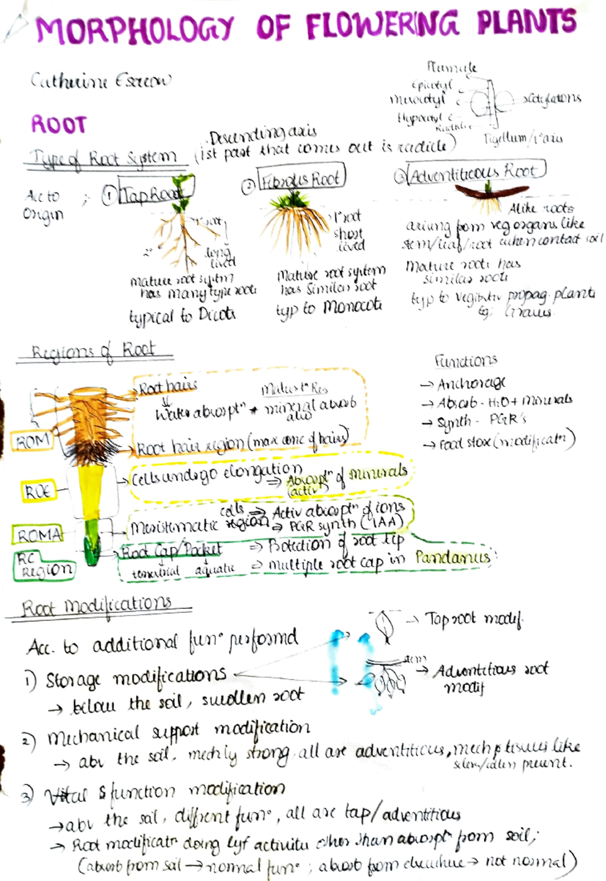 Morphology of Flowering Plants - Botany 101 Chapter Notes - Studocu