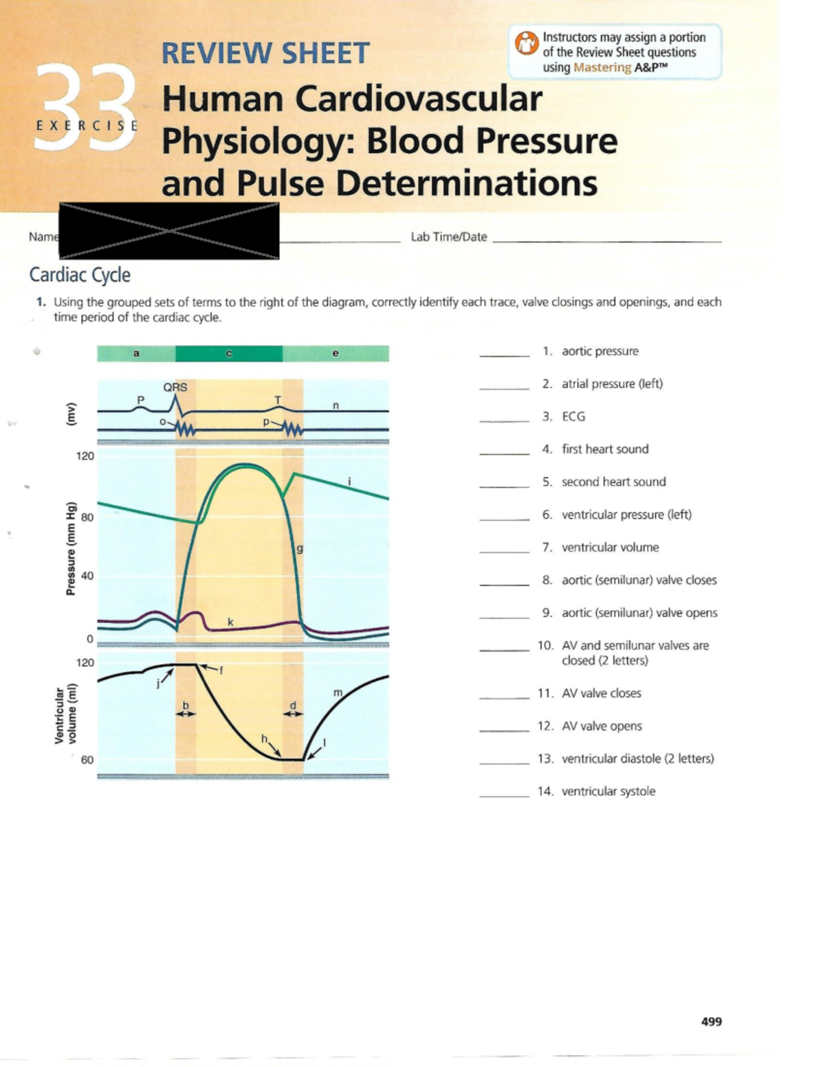 Human Cardiovascular System: Exercise 33 Overview and Insights - Studocu