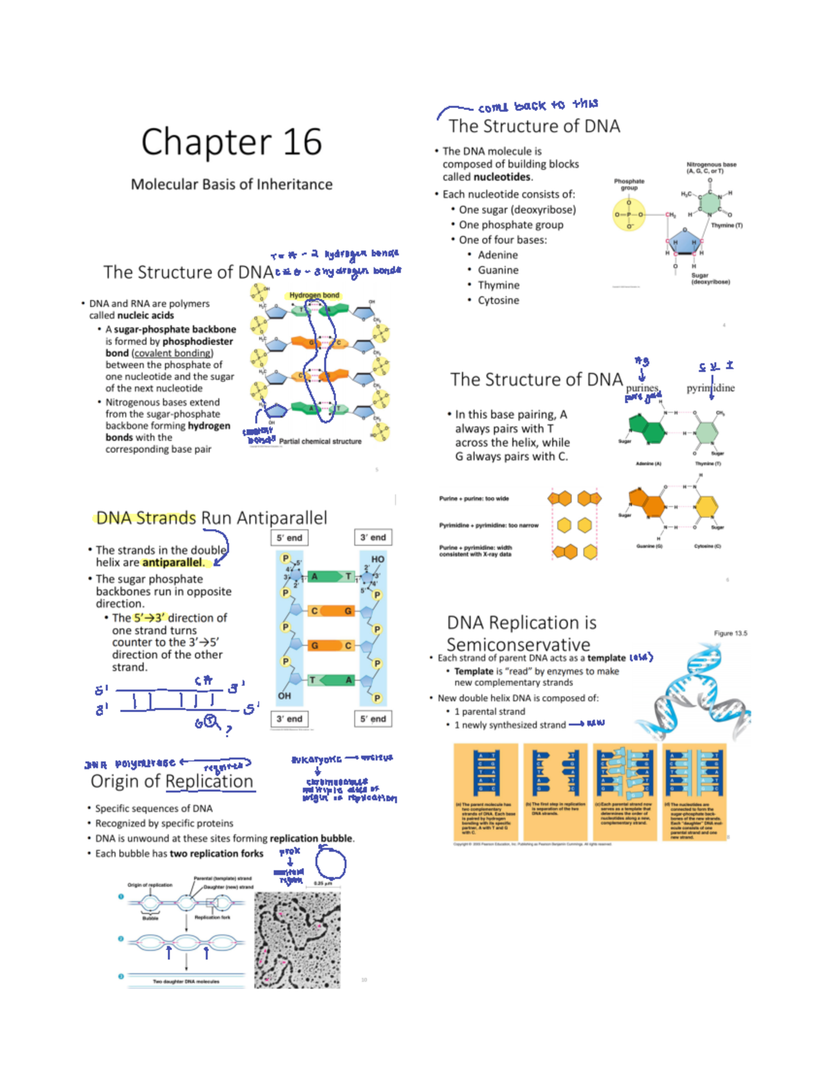 EXAM 4 - Key Concepts on DNA Replication and Translation - Studocu