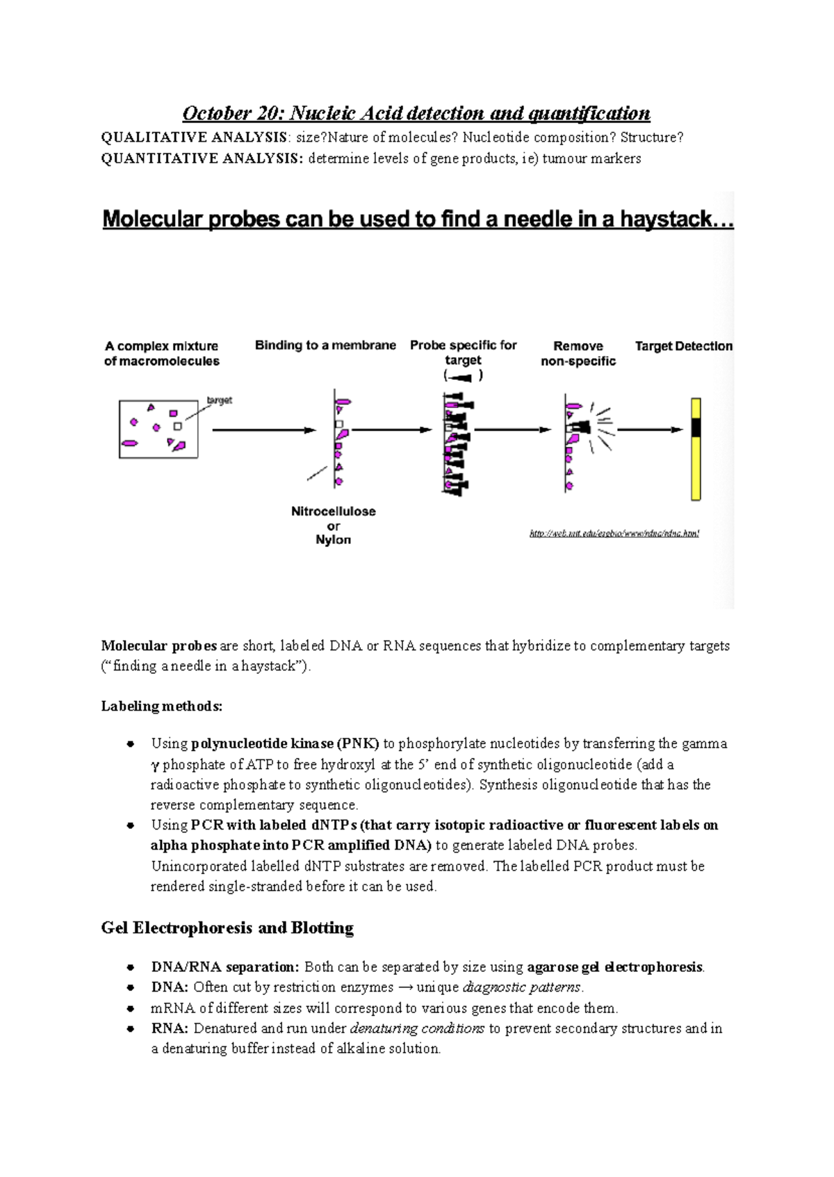 Biol 200 - Final Lecture Notes: Nucleic Acids & Transcription - Studocu