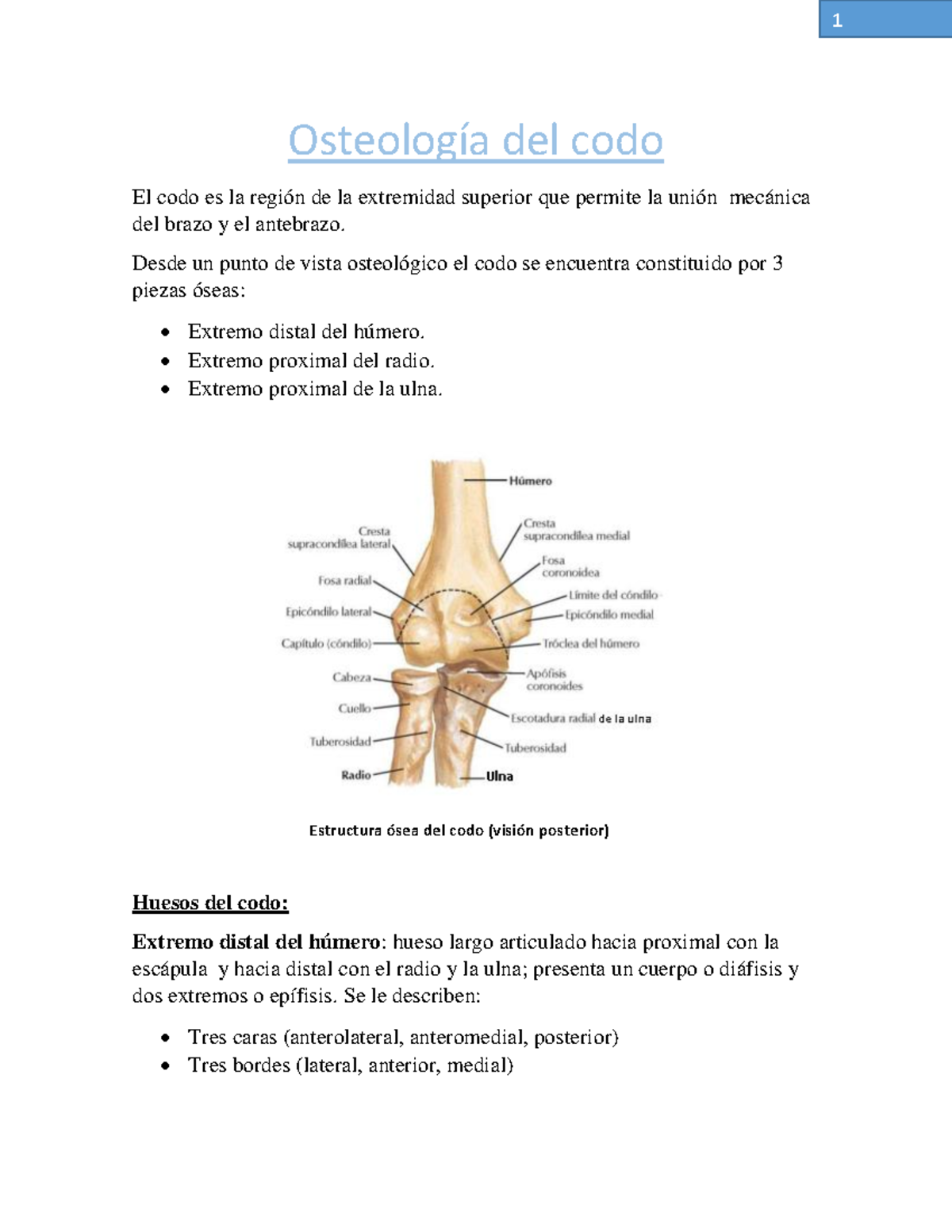 Osteología y Complejo Articular del Codo: Estudio Detallado - Studocu