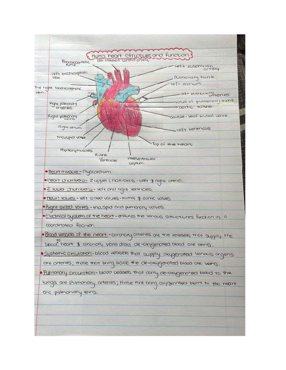 Heart notes - Huma heart Structure and function Brochiccephalic left ...