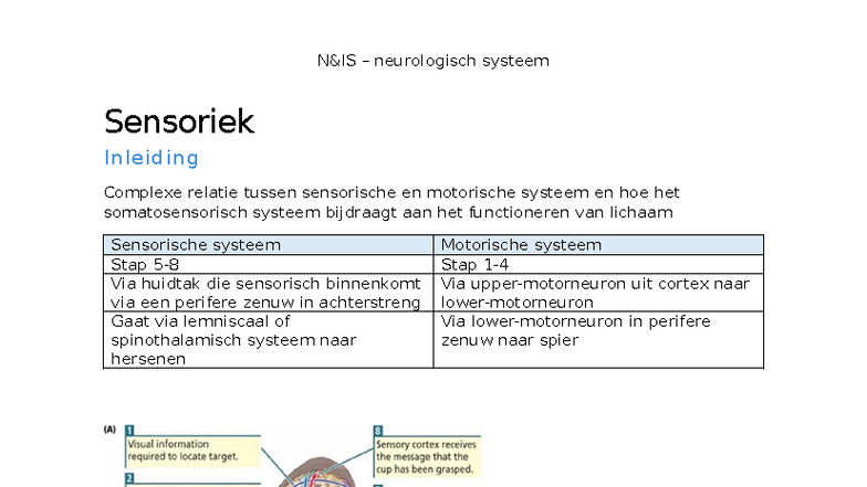 H3 Sensoriek: Inleiding tot het Neurologisch Systeem en Somatosensatie ...