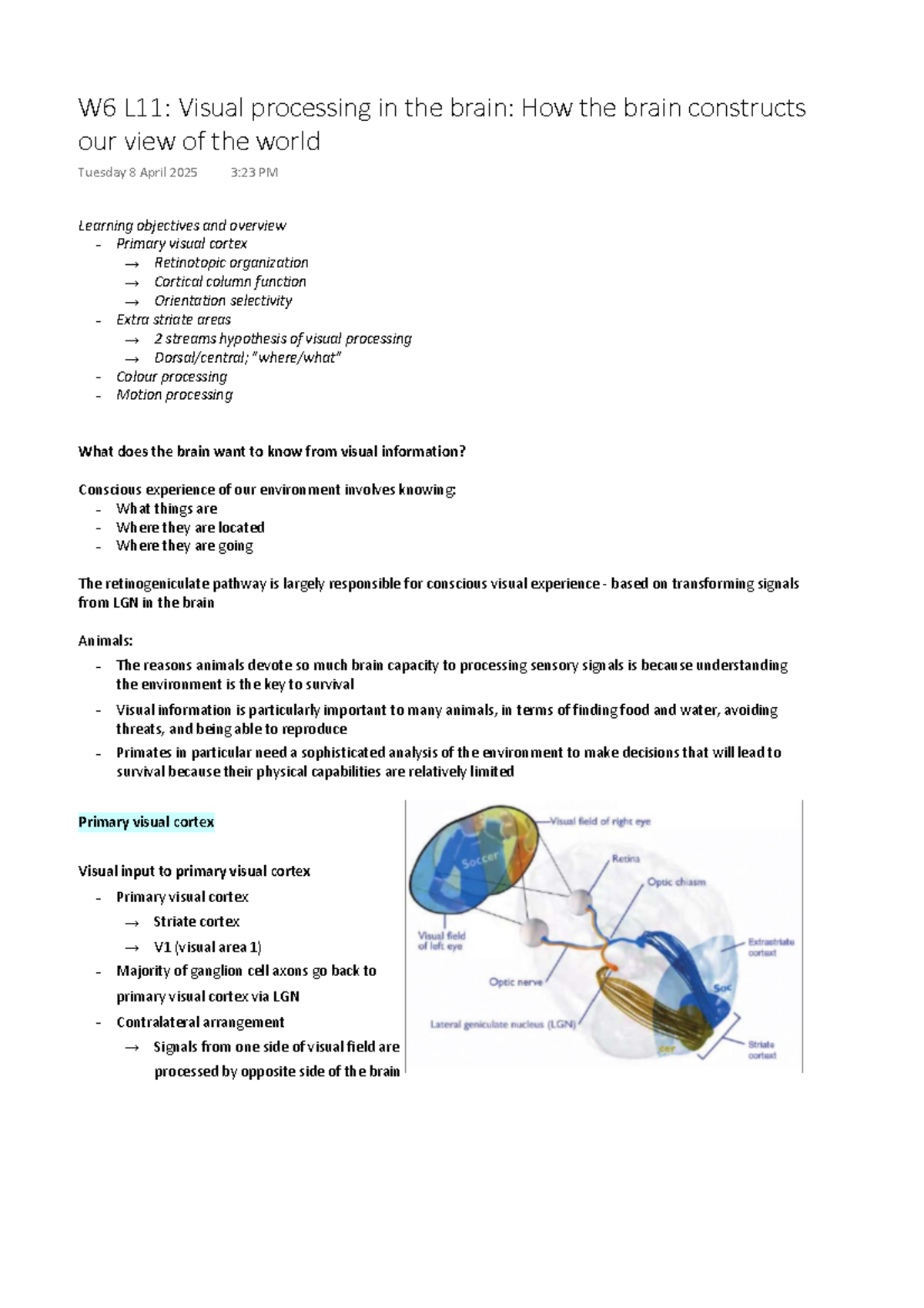 Visual Processing in the Brain: Insights on Primary Visual Cortex (W6 ...