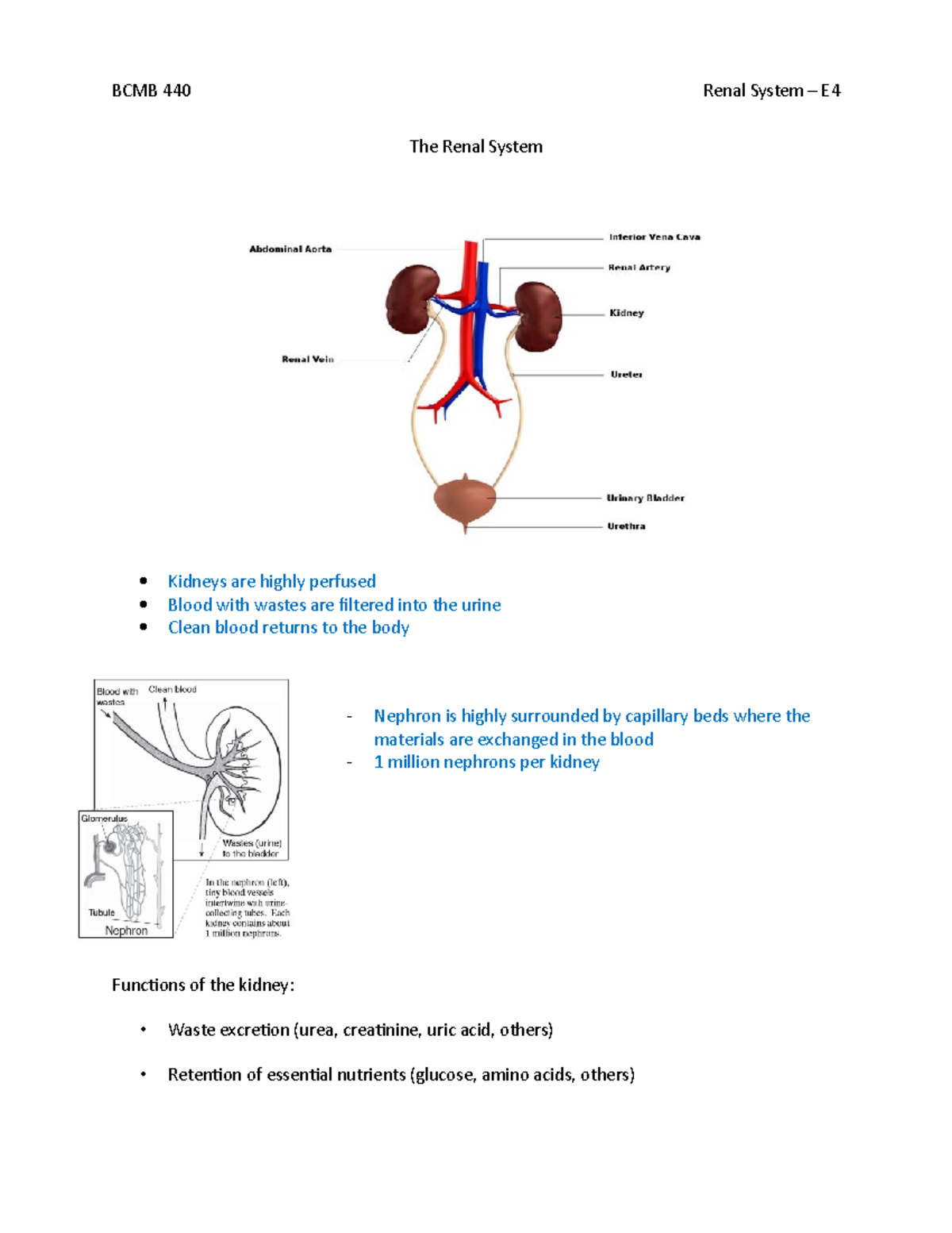 Renal System - E4 - BCMB 440 - The Renal System Kidneys are highly ...