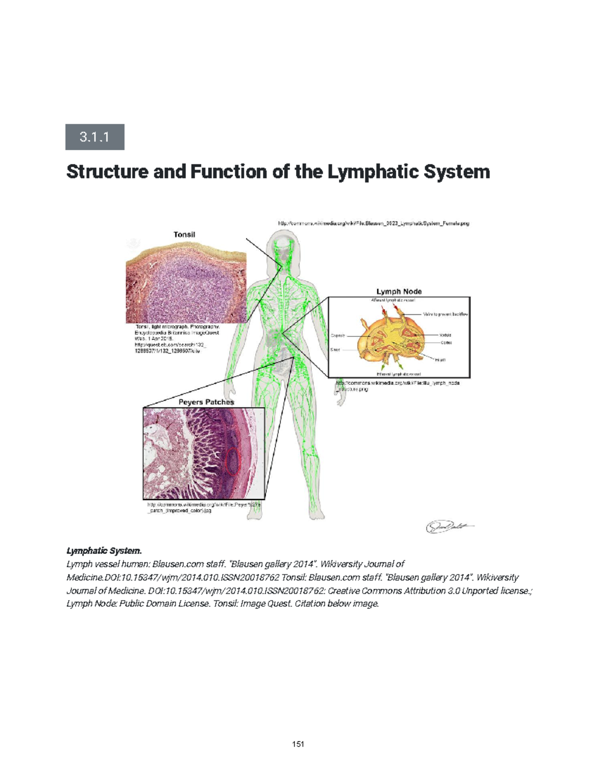 Structure and Function of the Lymphatic System - BIO 265 Lab Notes - 3 ...
