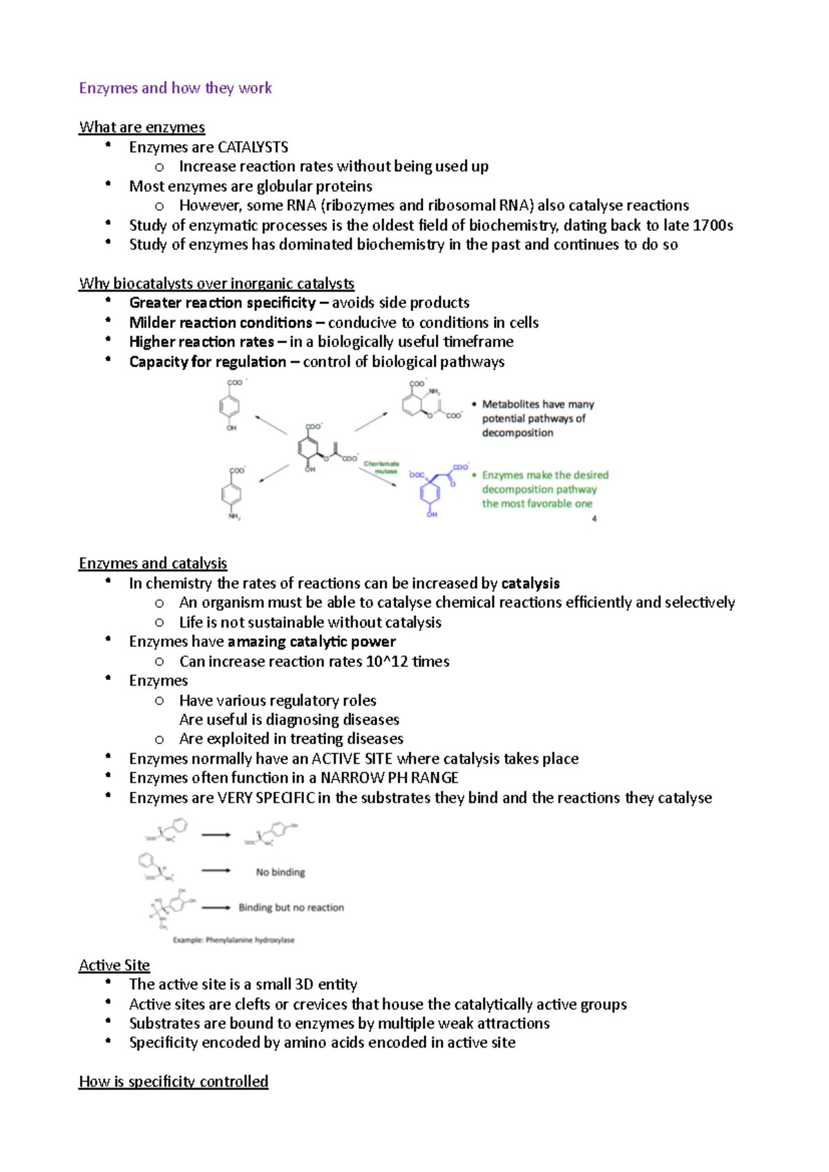 Enzymes and how they work - Studocu