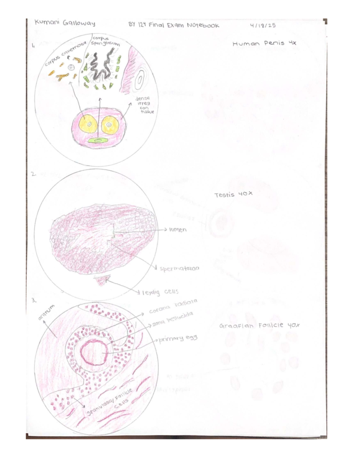 Biology 124 Final Exam Study Notes: Galloway's Notebook 3 - Studocu