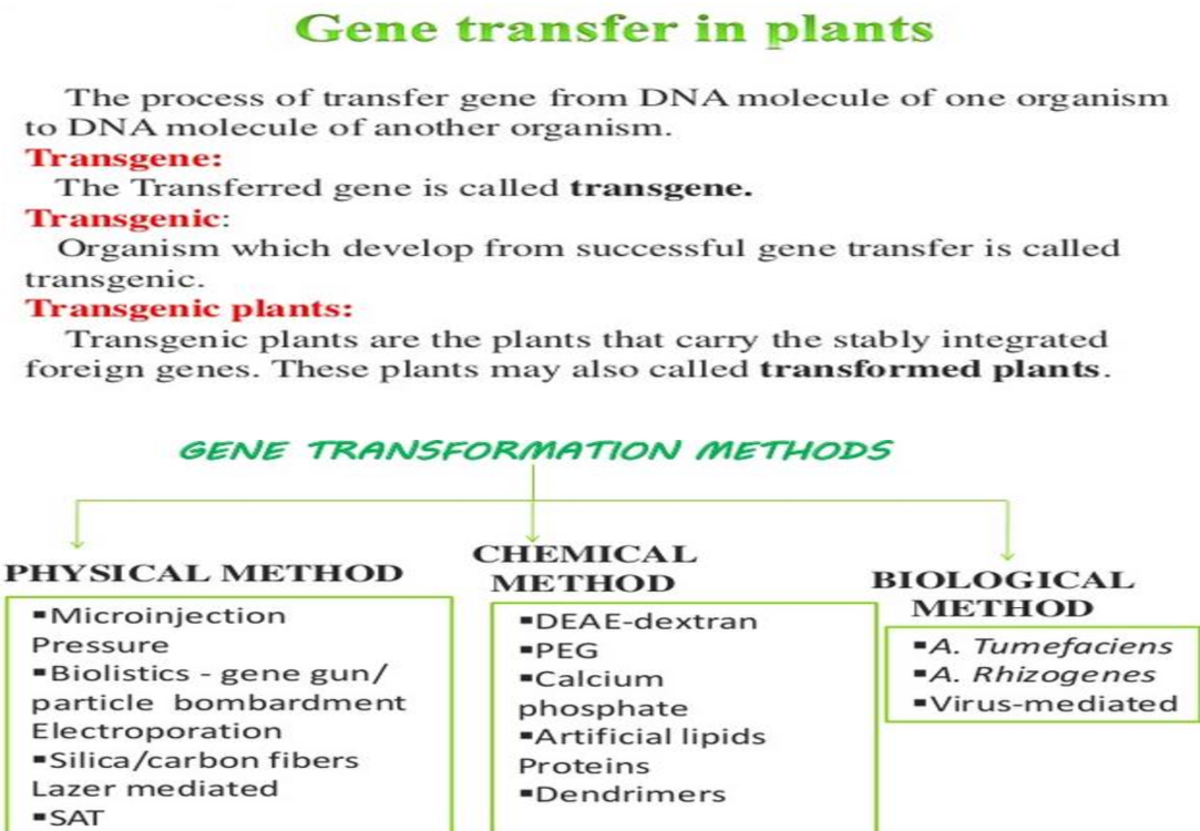 Agro bacterium - T-DNA - Gene transfer in plants The process of ...