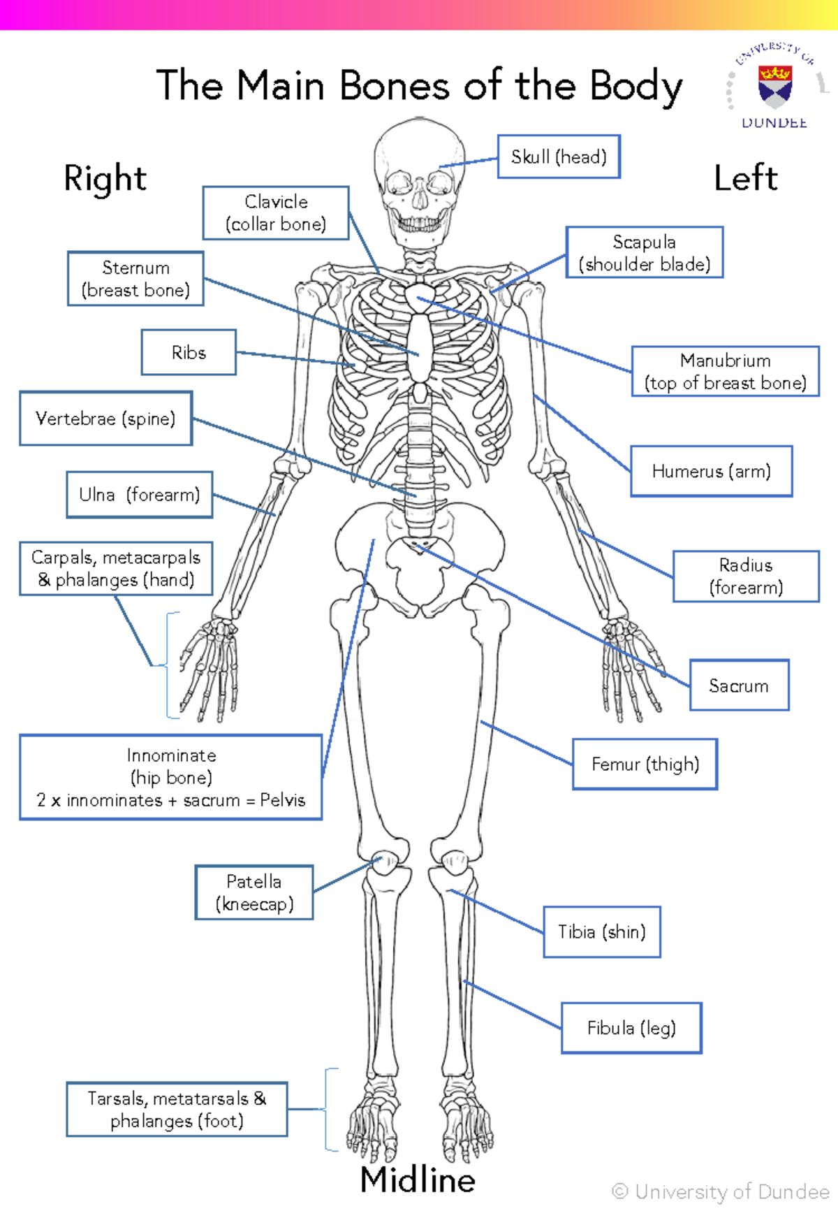 Learning the Main Bones of the Body - Anatomy Guide - Studocu